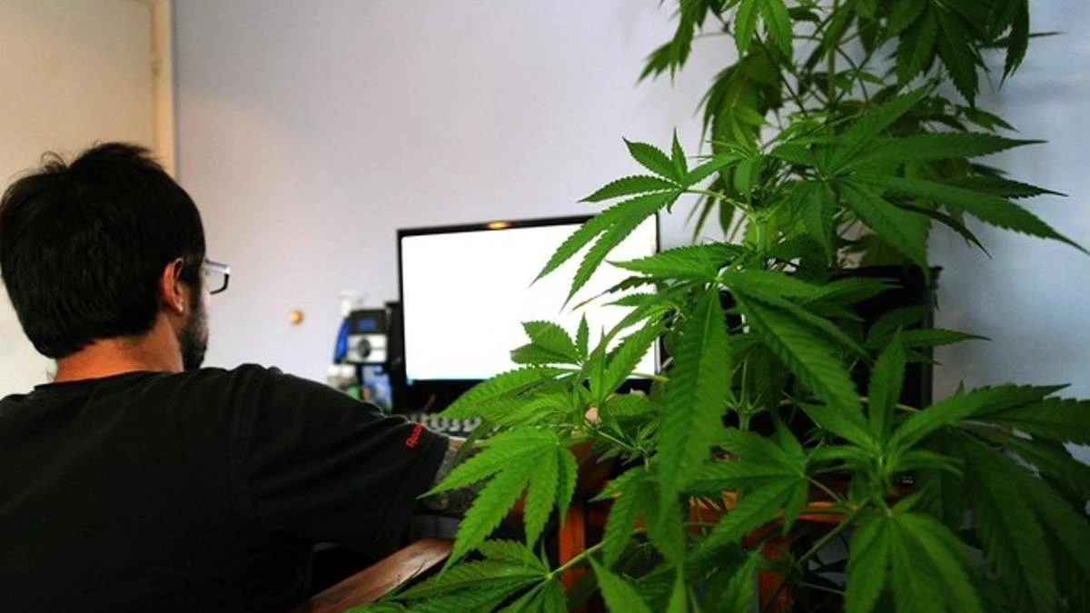 12 años después de legalizado en Uruguay establecen que el cannabis afecta la dopamina y dispara la psicosis
